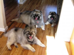 14 yr old Mouse (front), 4 yr old Maggie, 4 month old Murphy - May 2010