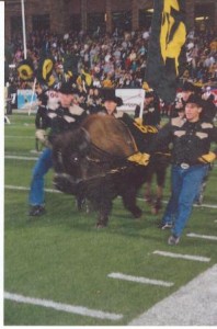 Ralphie leads the Buffs onto the field