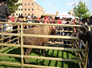 Ralphie V greets players and fans outside of Folsom Field